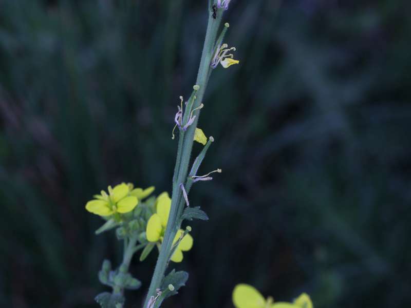 Da determinare 3 - Sinapis sp.